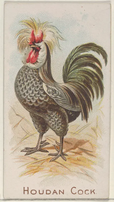 Houdan Cock, from the Prize and Game Chickens series (N20) for Allen & Ginter Cigarettes Wall Art by Allen & Ginter - High-Resolution Digital Print