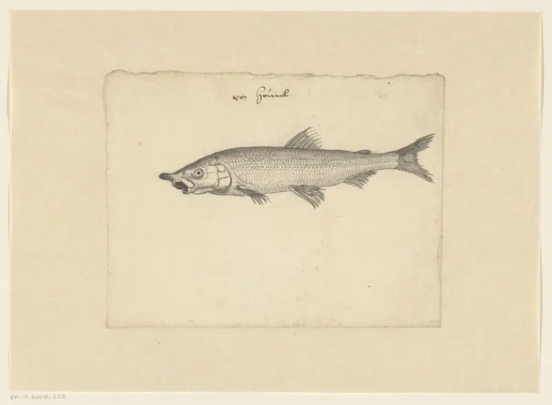 Houting (Coregonus oxyrhynchus) Wall Art by anonymous - High-Resolution Digital Print