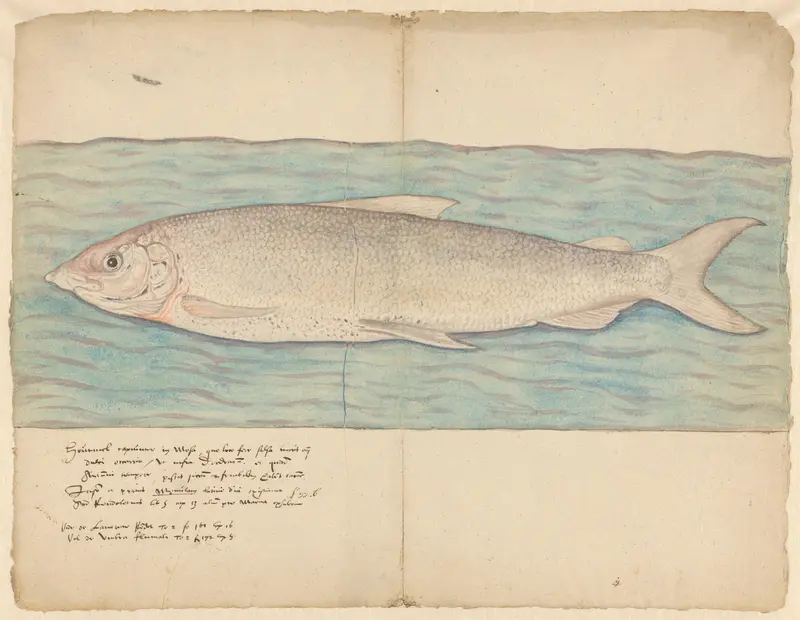 Houting (Coregonus oxyrinchus) Wall Art by anonymous - High-Resolution Digital Print