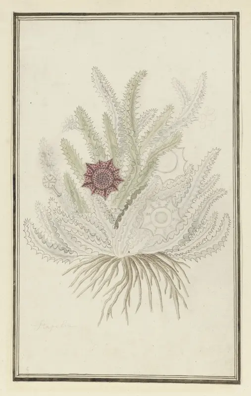 Huernia guttata (Masson) Haw. Wall Art by Robert Jacob Gordon - High-Resolution Digital Print