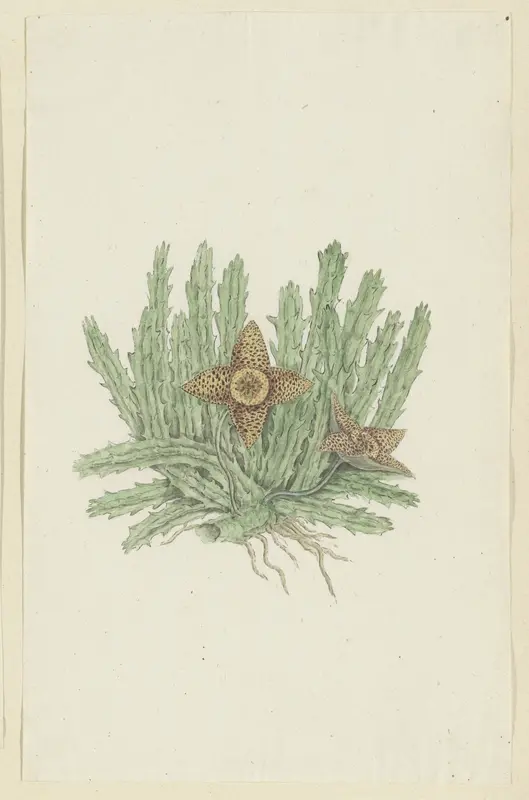 Huernia namaquensis Pillans. (Namaqua carrion-flower) Wall Art by Robert Jacob Gordon - High-Resolution Digital Print