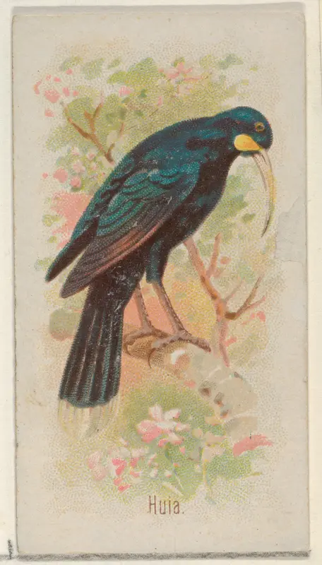 Huia, from the Song Birds of the World series (N23) for Allen & Ginter Cigarettes Wall Art by Allen & Ginter - High-Resolution Digital Print