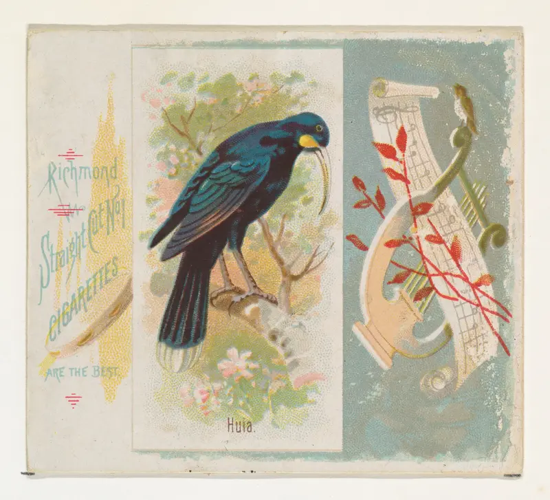 Huia, from the Song Birds of the World series (N42) for Allen & Ginter Cigarettes Wall Art by Allen & Ginter - High-Resolution Digital Print