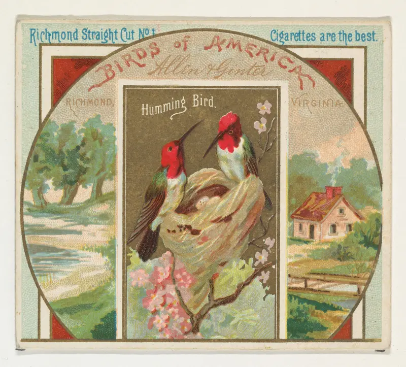 Hummingbird, from the Birds of America series (N37) for Allen & Ginter Cigarettes Wall Art by Allen & Ginter - High-Resolution Digital Print