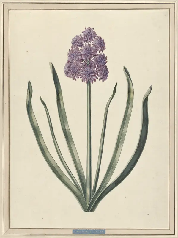 Hyacint (Charmante Violet) Wall Art by F. Wijandt - High-Resolution Digital Print