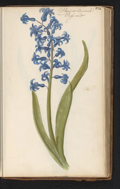 Hyacint (Hyacinthus orientalis) Wall Art by anonymous - High-Resolution Digital Print