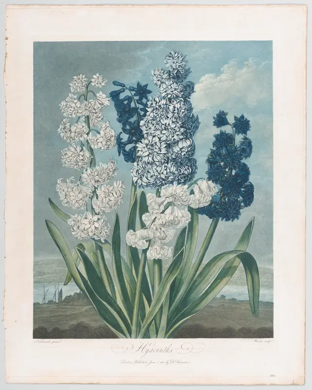 Hyacinths, from "The Temple of Flora, or Garden of Nature" Wall Art by Thomas Warner - High-Resolution Digital Print