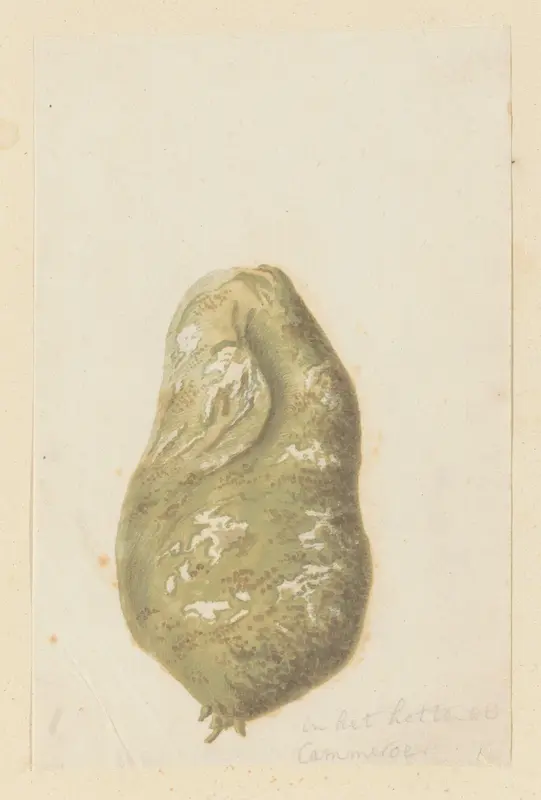 Hydnora africana Thunb., bol Wall Art by Robert Jacob Gordon - High-Resolution Digital Print