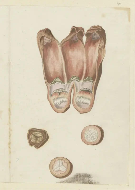 Hydnora africana Thunb., details Wall Art by Robert Jacob Gordon - High-Resolution Digital Print