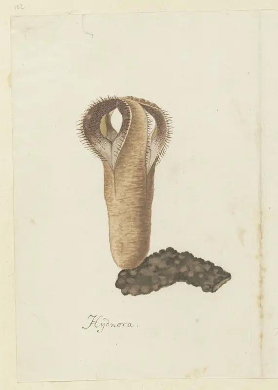 Hydnora africana Thunb. (Jackal-food plant) Wall Art by Robert Jacob Gordon - High-Resolution Digital Print