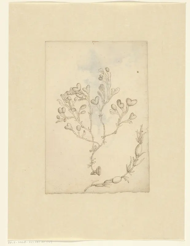 Hyssop (Hyssopus officinalis) Wall Art by anonymous - High-Resolution Digital Print
