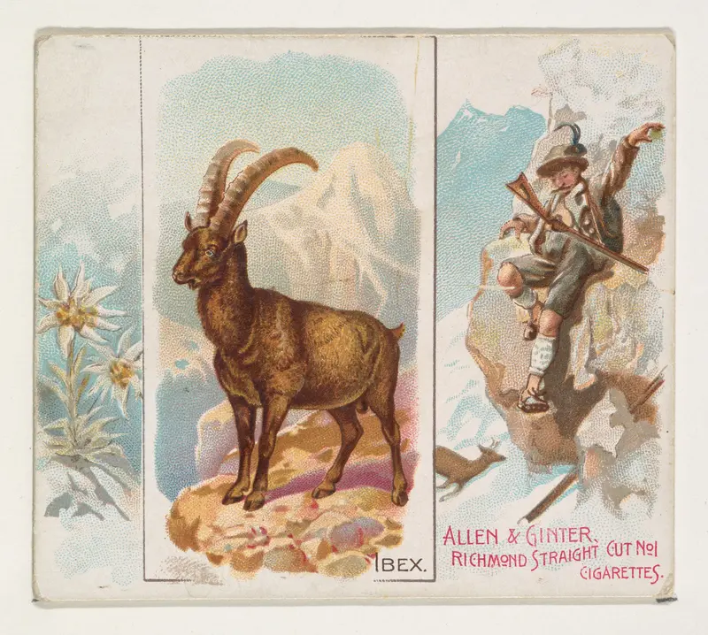 Ibex, from Quadrupeds series (N41) for Allen & Ginter Cigarettes Wall Art by Allen & Ginter - High-Resolution Digital Print