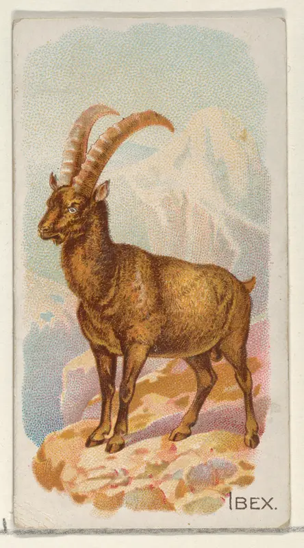 Ibex, from the Quadrupeds series (N21) for Allen & Ginter Cigarettes Wall Art by Allen & Ginter - High-Resolution Digital Print