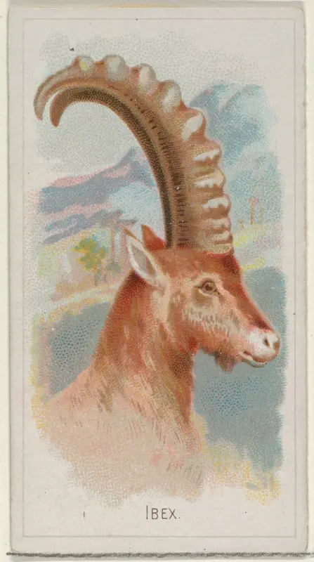 Ibex, from the Wild Animals of the World series (N25) for Allen & Ginter Cigarettes Wall Art by Allen & Ginter - High-Resolution Digital Print
