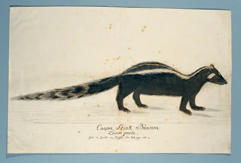 Icotnyx striatus (Gestreepte bunzing of Zorilla) Wall Art by Robert Jacob Gordon - High-Resolution Digital Print