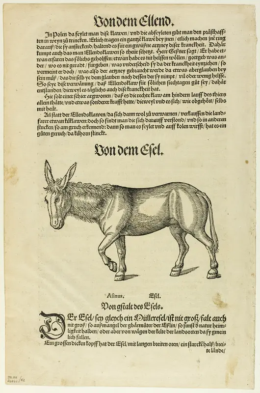 Illustration from "Thierbuch", plate 42 from Woodcuts from Books of the XVI Century Wall Art by Hans Asper - High-Resolution Digital Print