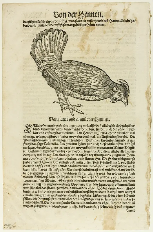 Illustration from "Vogelbuch", plate 41 from Woodcuts from Books of the XVI Century Wall Art by Unknown artist - High-Resolution Digital Print