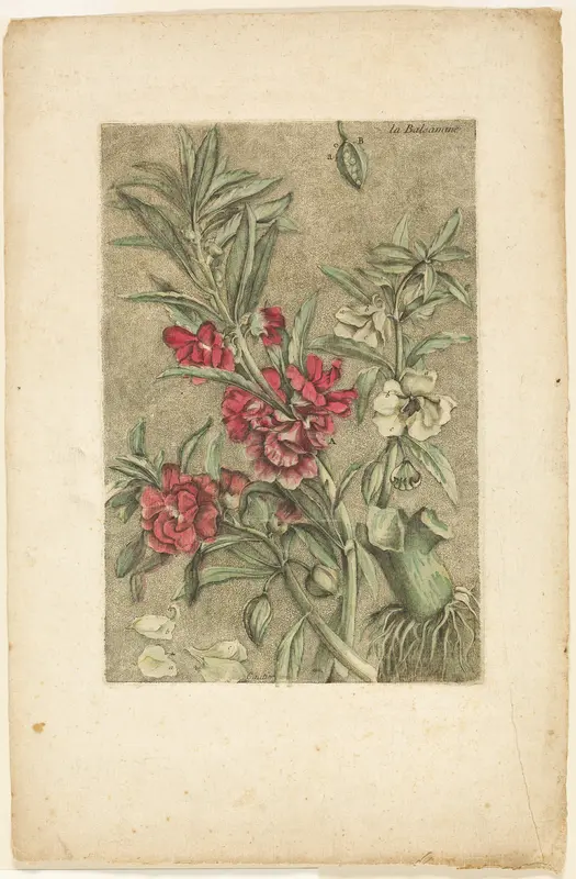 Impatiens, from Collection des plantes usuelles, curieuses, et étrangères Wall Art by Jacques Fabien Gautier d'Agoty - High-Resolution Digital Print