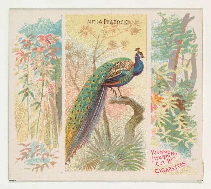 India Peacock, from Birds of the Tropics series (N38) for Allen & Ginter Cigarettes Wall Art by Allen & Ginter - High-Resolution Digital Print