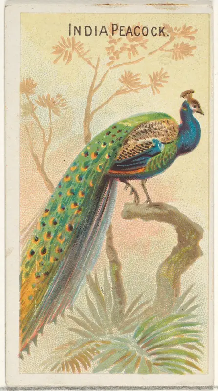 India Peacock, from the Birds of the Tropics series (N5) for Allen & Ginter Cigarettes Brands Wall Art by Allen & Ginter - High-Resolution Digital Print