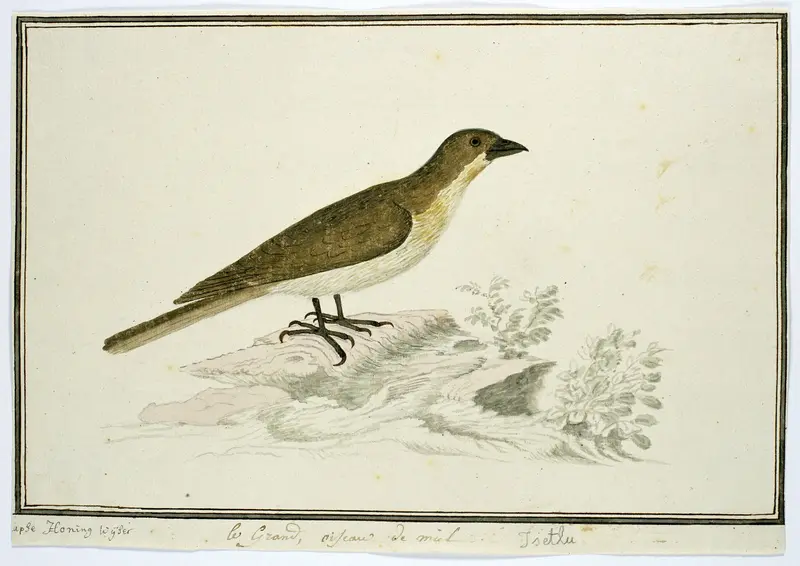 Indicator indicator (Grote honingspeurder) Wall Art by Robert Jacob Gordon - High-Resolution Digital Print