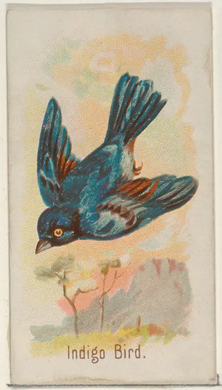 Indigo Bird, from the Song Birds of the World series (N23) for Allen & Ginter Cigarettes Wall Art by Allen & Ginter - High-Resolution Digital Print