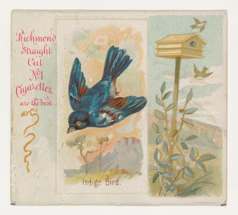 Indigo Bird, from the Song Birds of the World series (N42) for Allen & Ginter Cigarettes Wall Art by Allen & Ginter - High-Resolution Digital Print