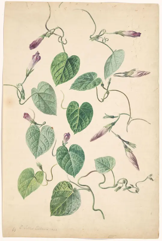 Ipomoea Wall Art by Eelke Jelles Eelkema - High-Resolution Digital Print