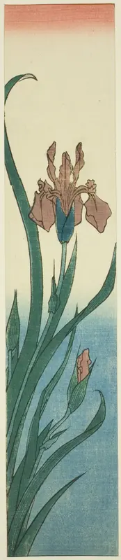 Iris
