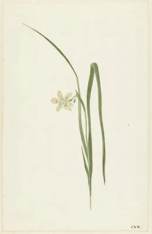 Iris Wall Art by Cornelis van Noorde - High-Resolution Digital Print