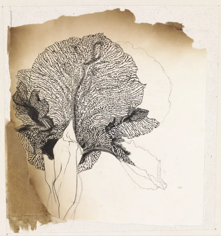 Iris Wall Art by Julie de Graag - High-Resolution Digital Print