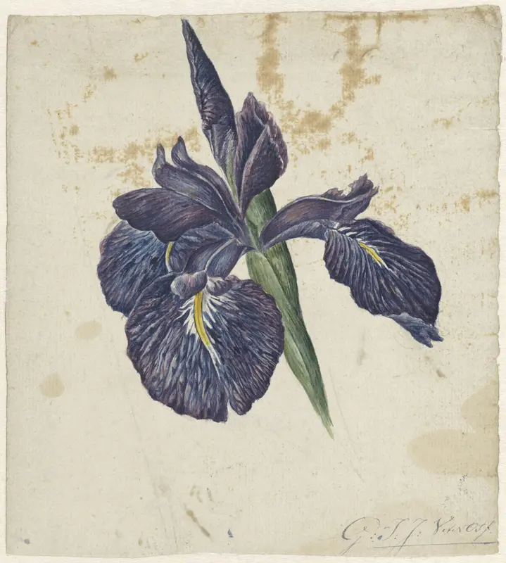 Iris Wall Art by Georgius Jacobus Johannes van Os - High-Resolution Digital Print