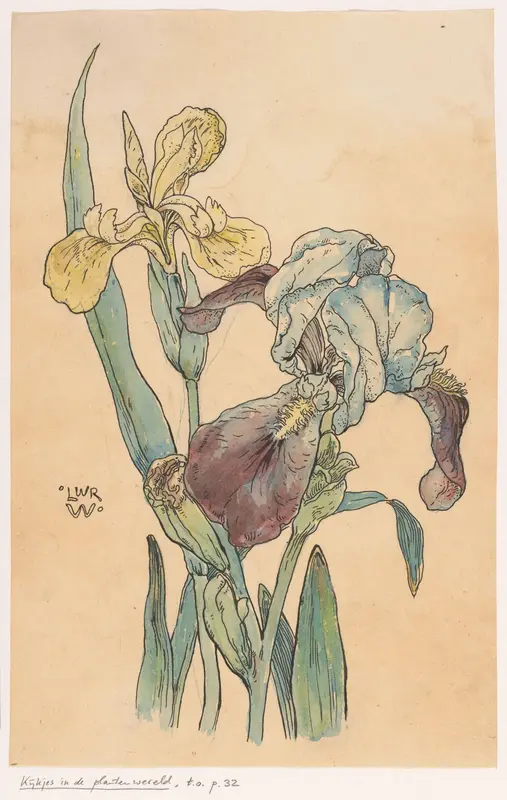 Iris Wall Art by Unknown - High-Resolution Digital Print