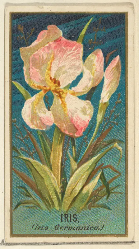 Iris (Iris Germanica), from the Flowers series for Old Judge Cigarettes Wall Art by Goodwin & Company - High-Resolution Digital Print