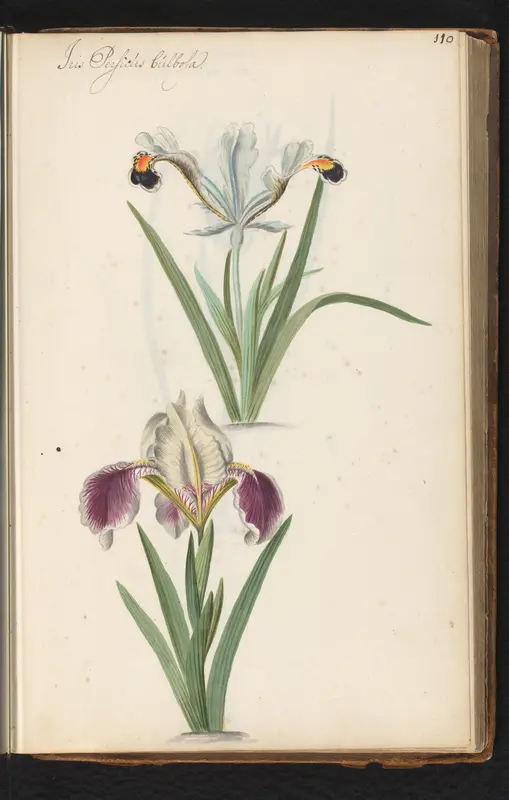 Iris persica Wall Art by anonymous - High-Resolution Digital Print