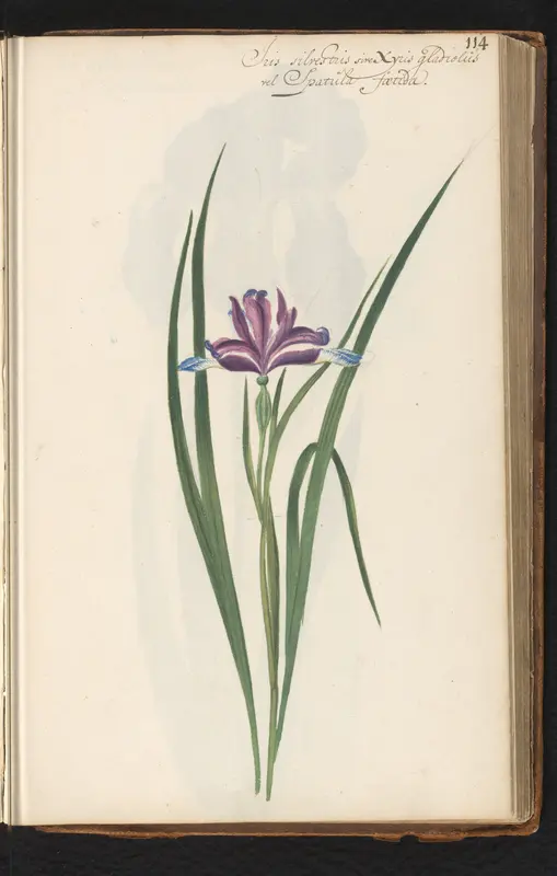 Iris spuria Wall Art by anonymous - High-Resolution Digital Print