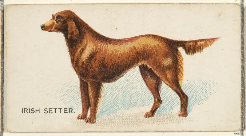 Irish Setter, from the Dogs of the World series for Old Judge Cigarettes Wall Art by Goodwin & Company - High-Resolution Digital Print