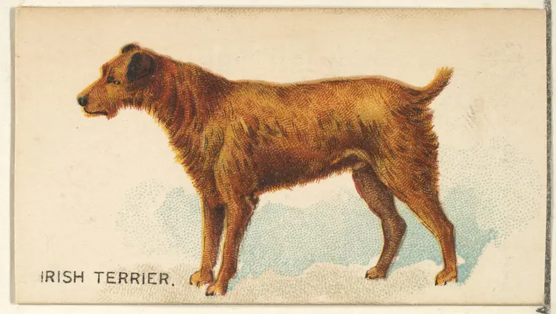 Irish Terrier, from the Dogs of the World series for Old Judge Cigarettes Wall Art by Goodwin & Company - High-Resolution Digital Print