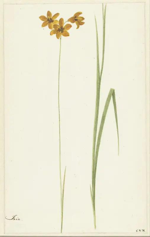 Ixia Wall Art by Cornelis van Noorde - High-Resolution Digital Print