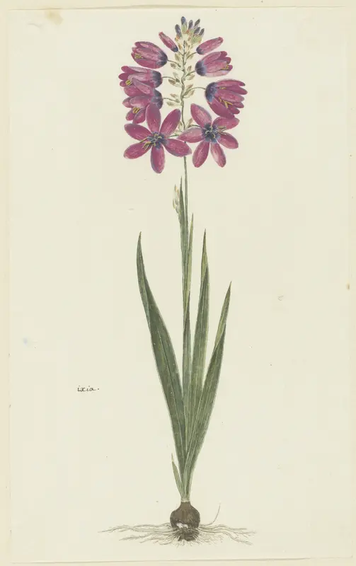 Ixia lutea Eckl. var. ovata. Wall Art by Robert Jacob Gordon - High-Resolution Digital Print