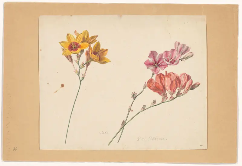 Ixia maculata Wall Art by Eelke Jelles Eelkema - High-Resolution Digital Print