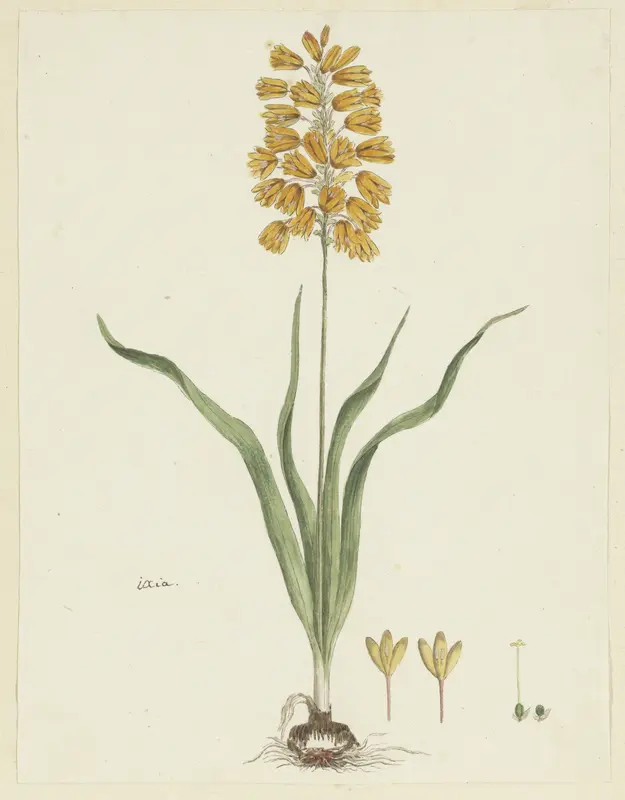 Ixia odorata Ker. Gawl. Wall Art by Robert Jacob Gordon - High-Resolution Digital Print