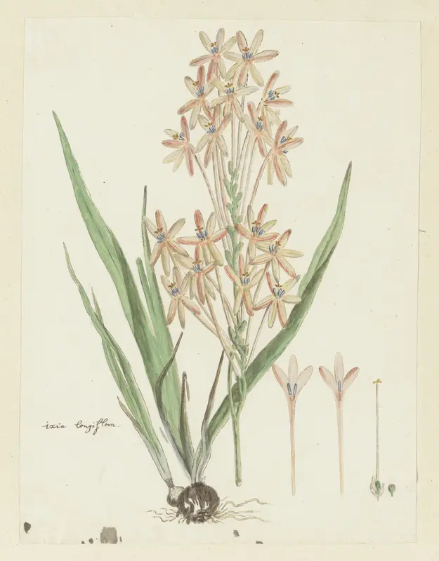 Ixia paniculata D. Delaroche Wall Art by Robert Jacob Gordon - High-Resolution Digital Print