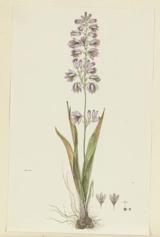 Ixia polystachya L. (Cornlily) Wall Art by Robert Jacob Gordon - High-Resolution Digital Print