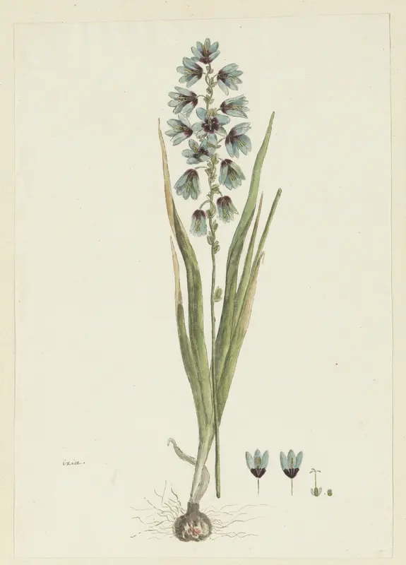Ixia viridiflora Lam. Wall Art by Robert Jacob Gordon - High-Resolution Digital Print