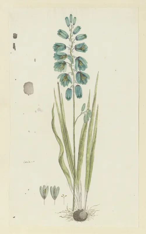 Ixia viridiflora Lam. (Turquoise ixia) Wall Art by Robert Jacob Gordon - High-Resolution Digital Print