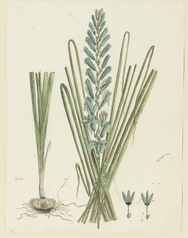 Ixia viridiflora Larn. Wall Art by Robert Jacob Gordon - High-Resolution Digital Print