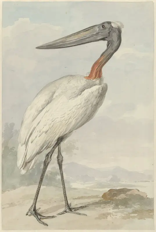 Jabiroe (Jabiroe mycteria) Wall Art by Aert Schouman - High-Resolution Digital Print