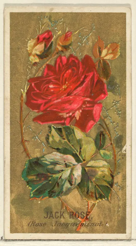 Jack Rose (Rose Jacqueminot), from the Flowers series for Old Judge Cigarettes Wall Art by Goodwin & Company - High-Resolution Digital Print