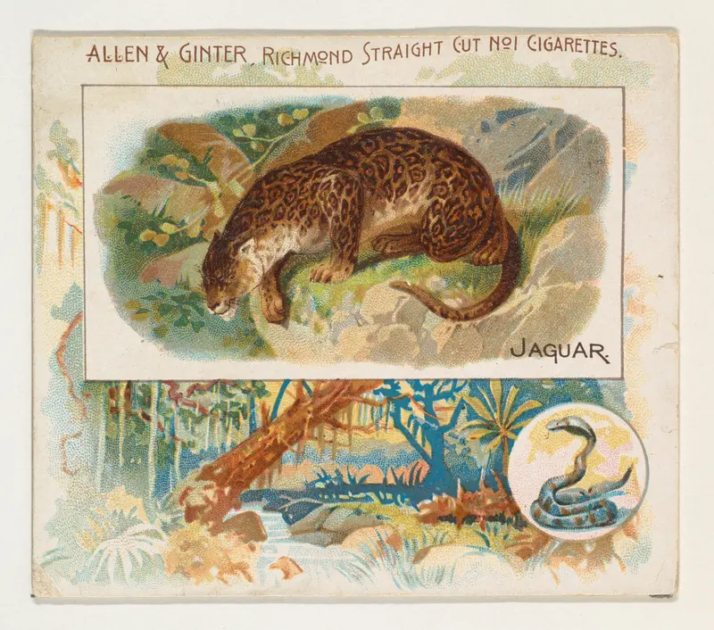 Jaguar, from Quadrupeds series (N41) for Allen & Ginter Cigarettes Wall Art by Allen & Ginter - High-Resolution Digital Print